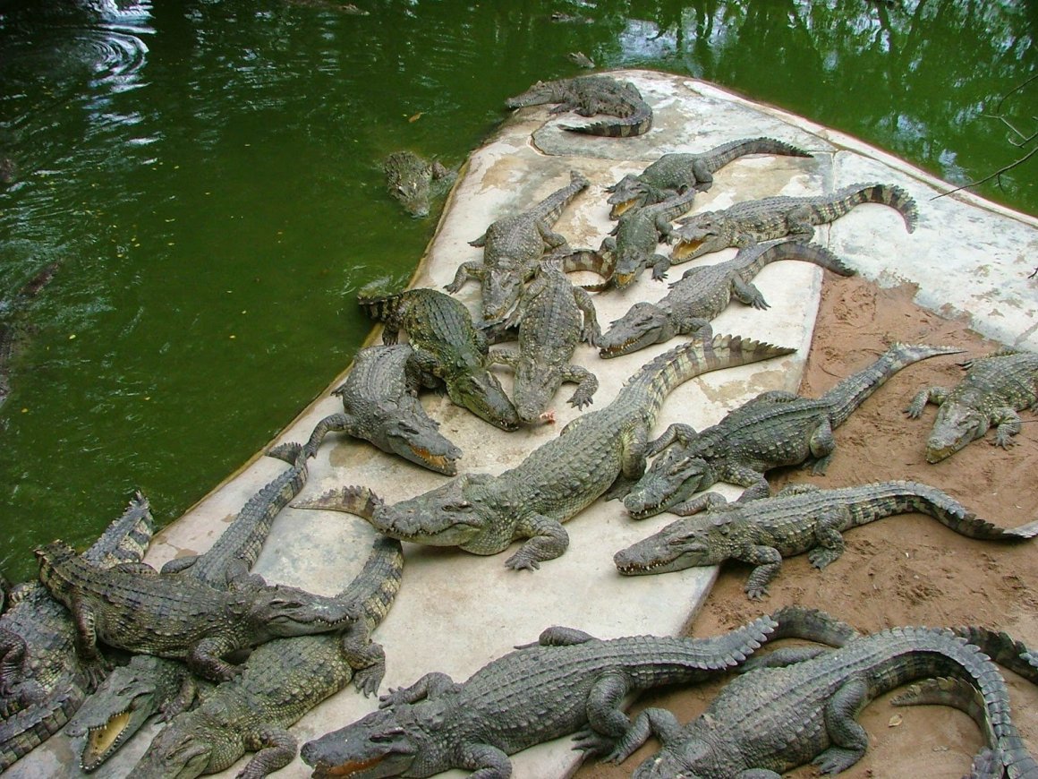 Крокодиловая ферма Тайланд