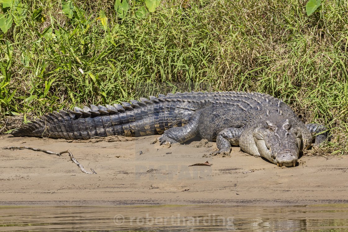 Гребнистый крокодил красная книга