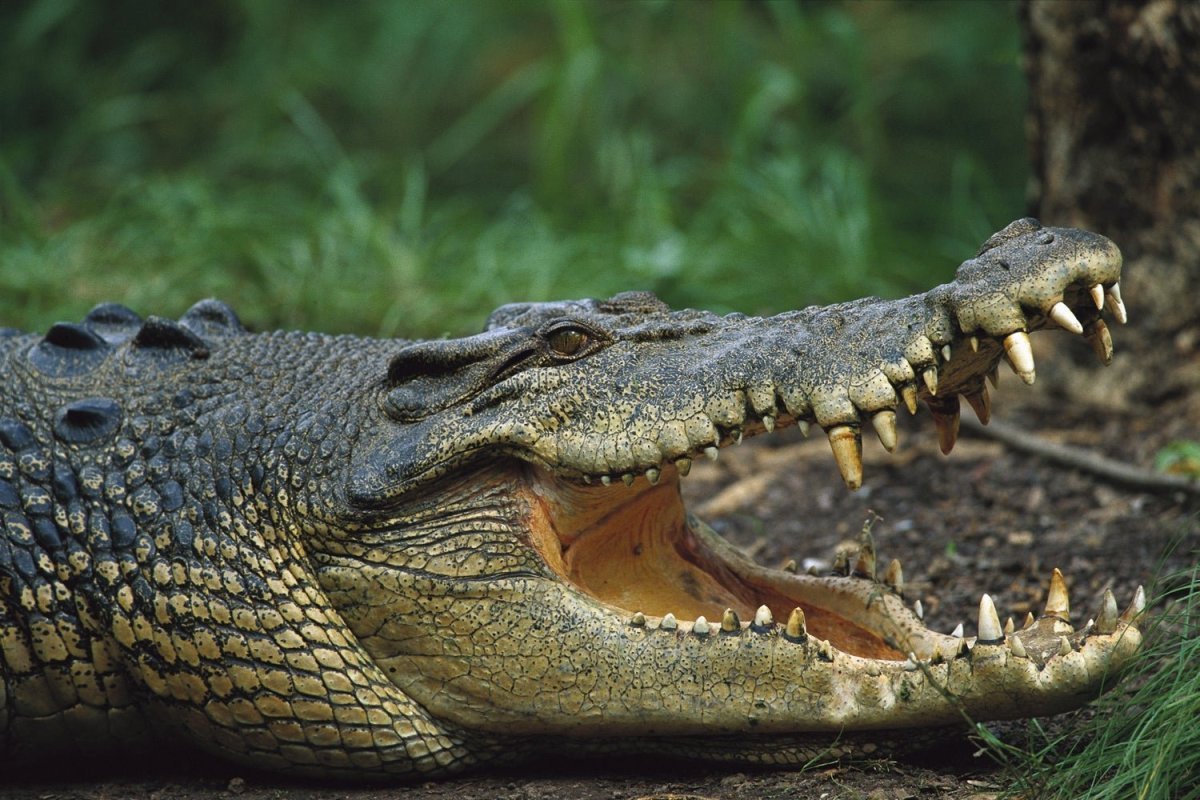 Нильский и гребнистый крокодил