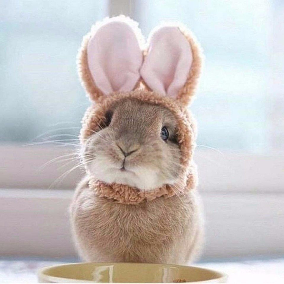 Милые животные на белом фоне