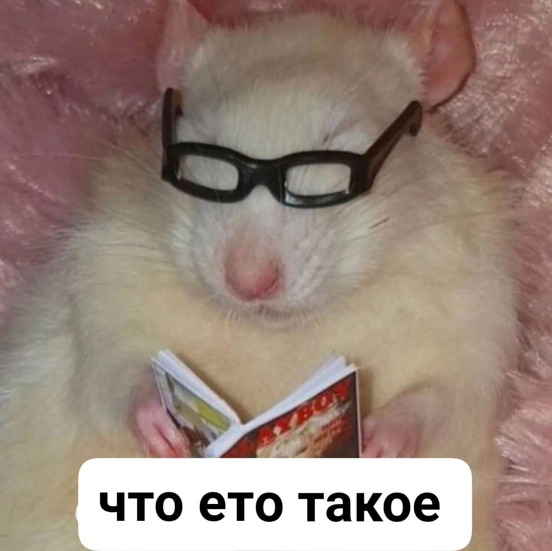 Хомяк Эстетика