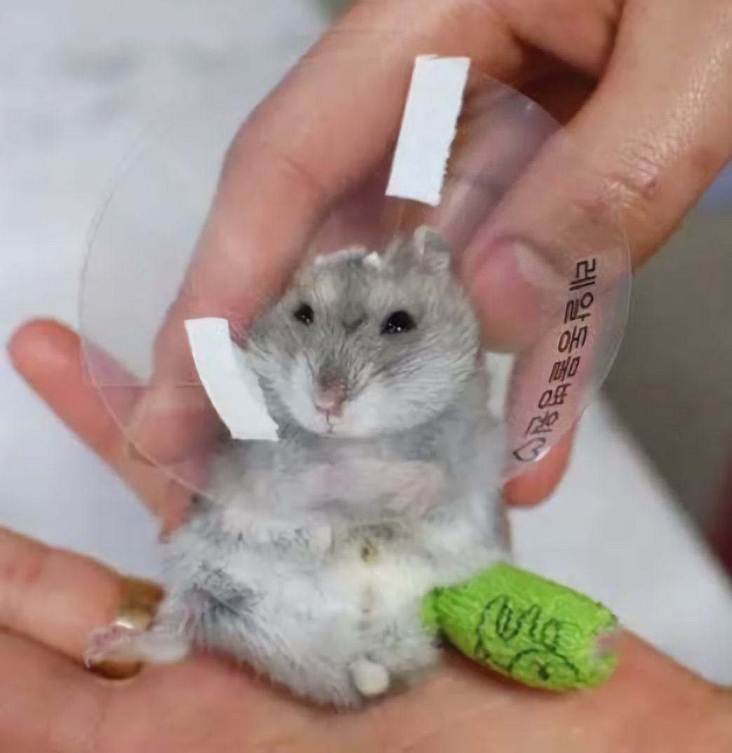 Крыса с сердечком