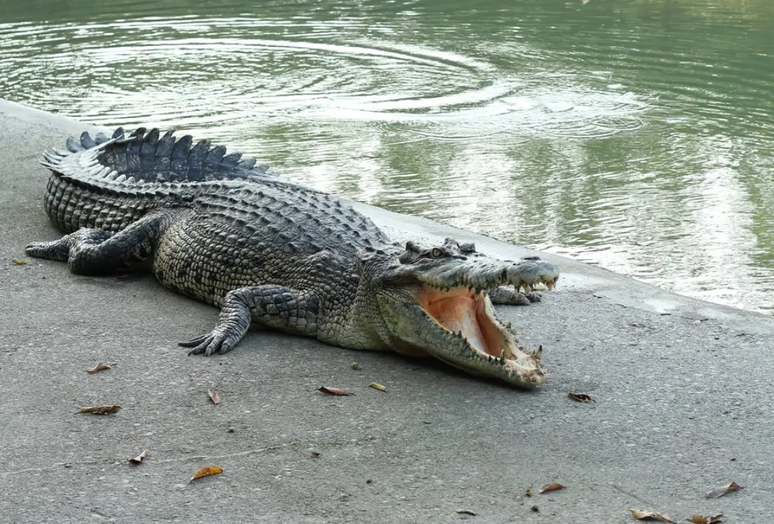 Сухопутный крокодил