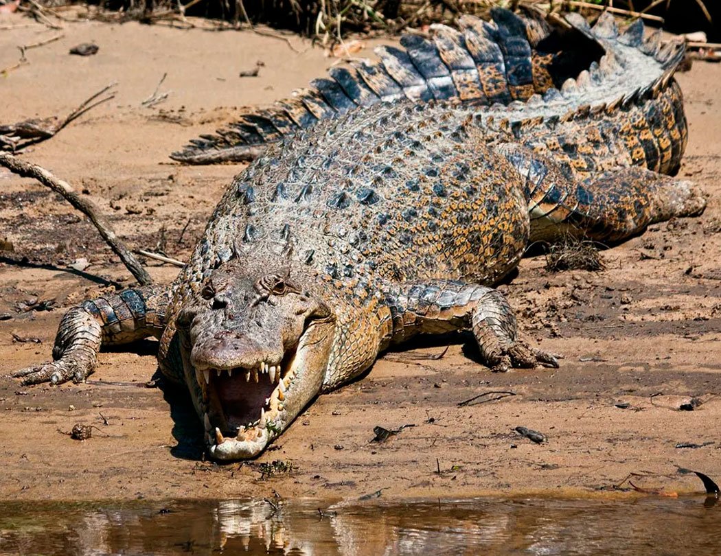 Морской крокодил (Crocodylus porosus)