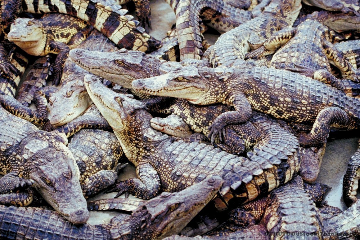 Крокодил с крокодилятами