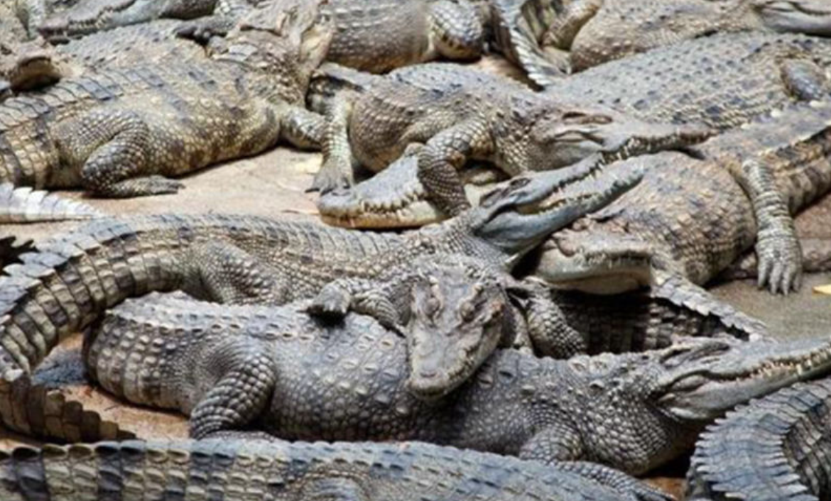 Пресмыкающиеся Бразилии