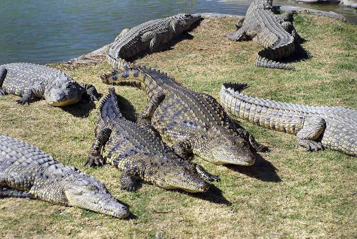 Остров Рамри крокодиловая бойня