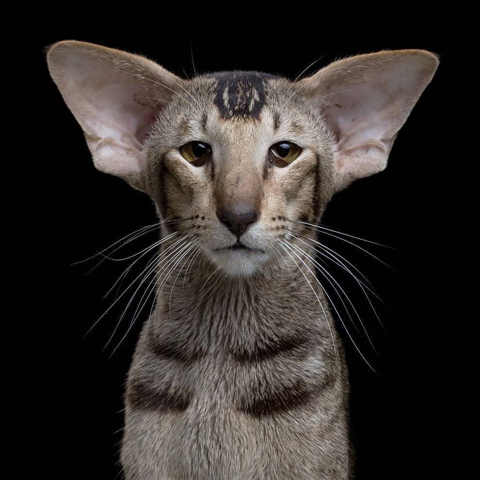 Коты с длинными ушами порода - 76 фото