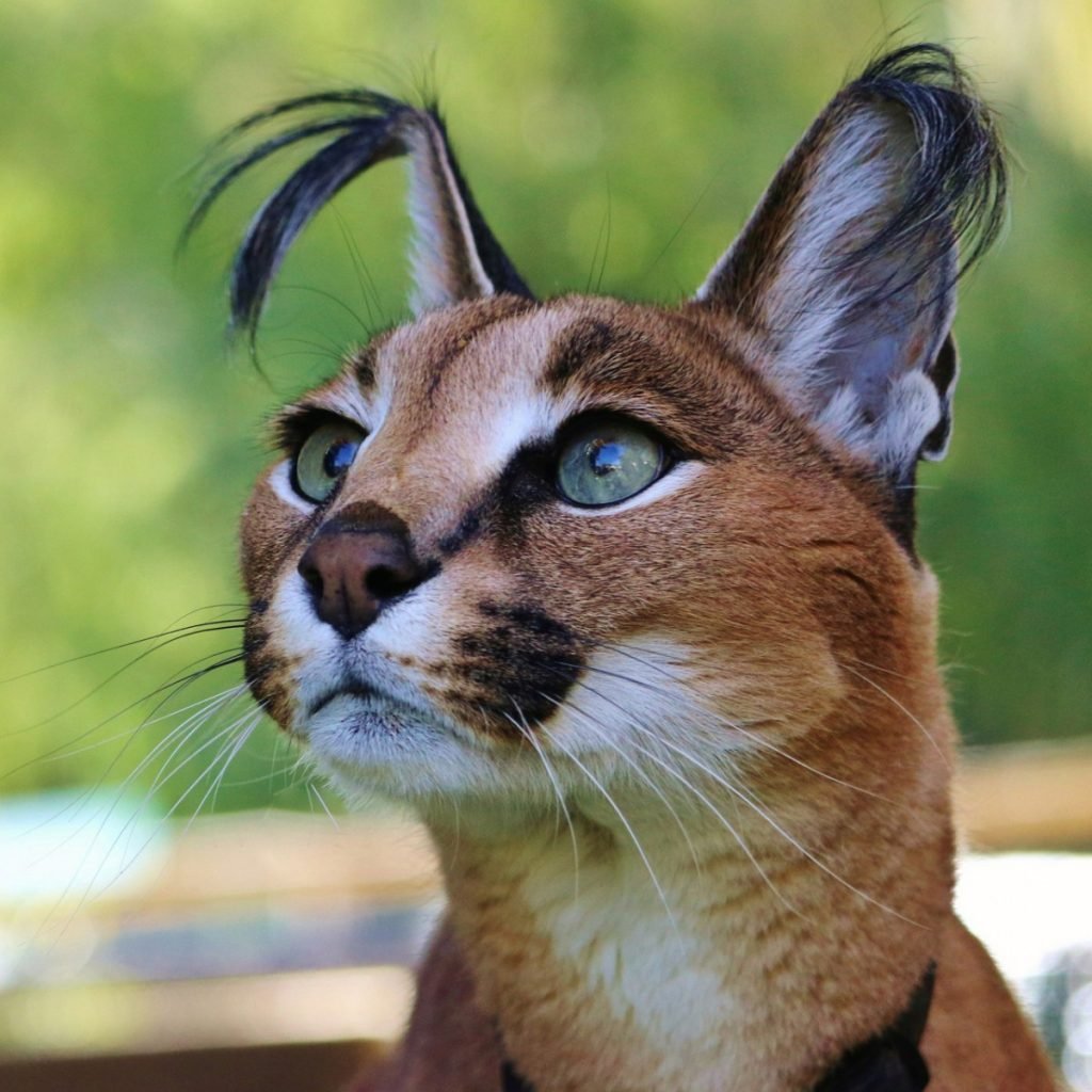 Карликовая Рысь