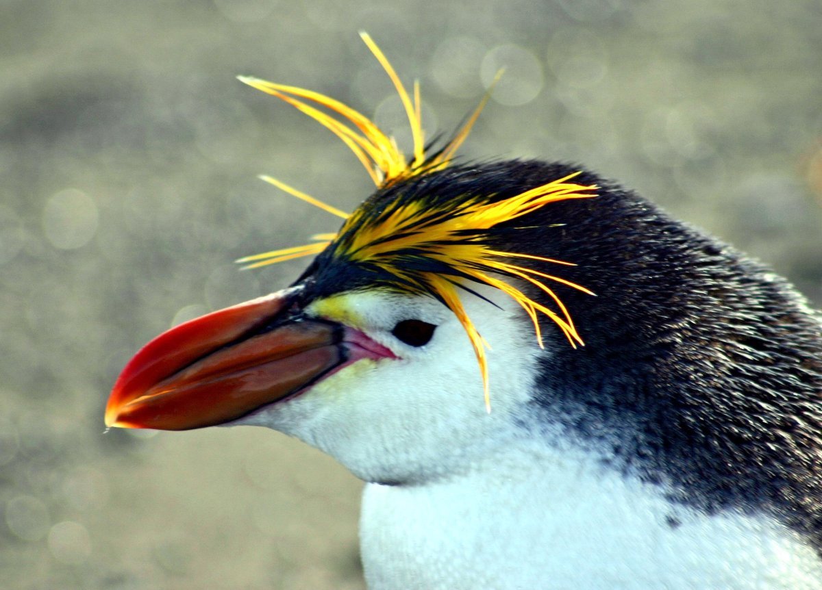 Королевский Пингвин с хохолком