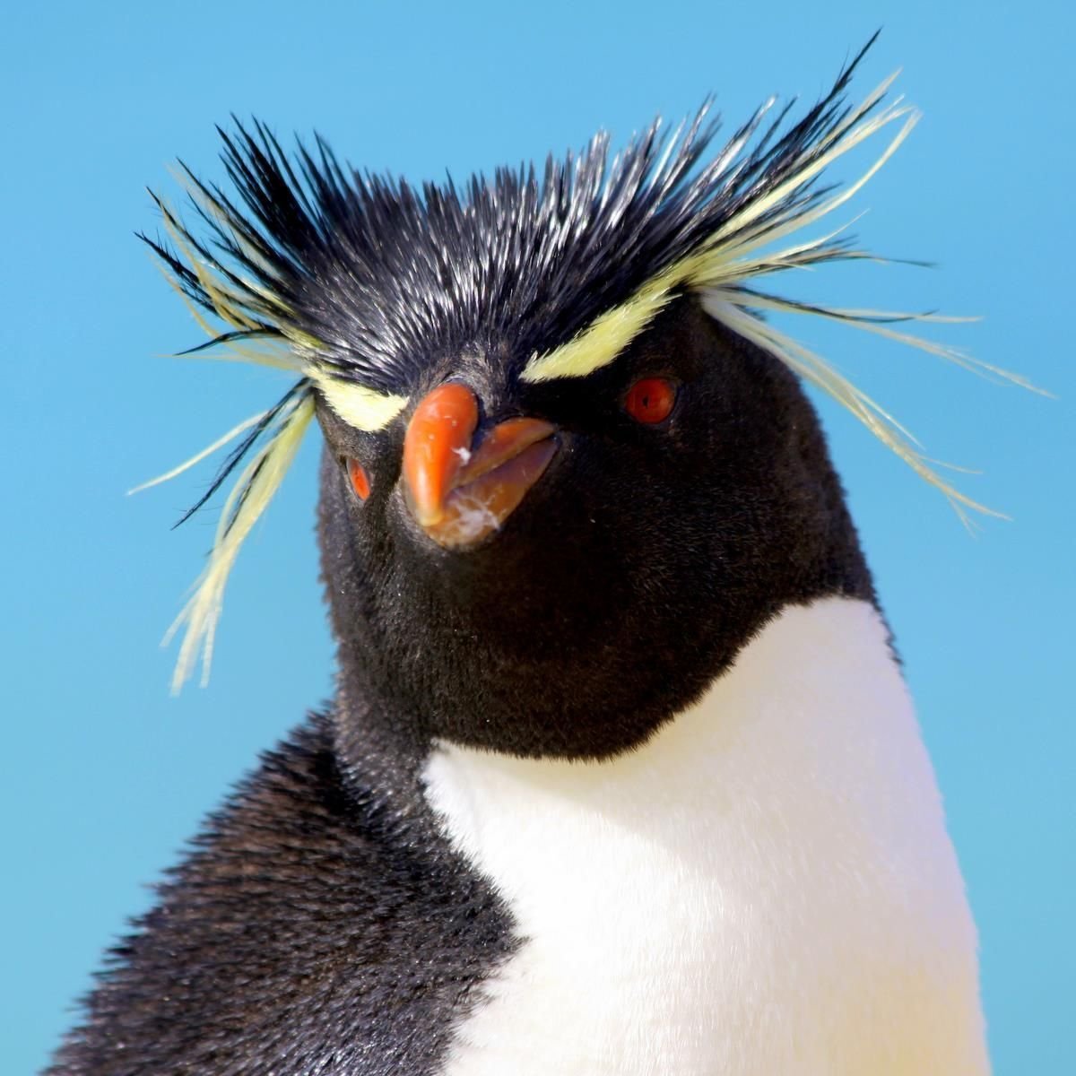 Пингвин макарони