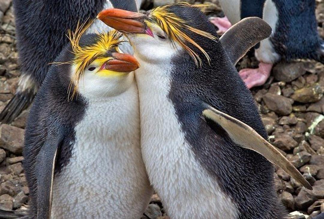 Толстая птица