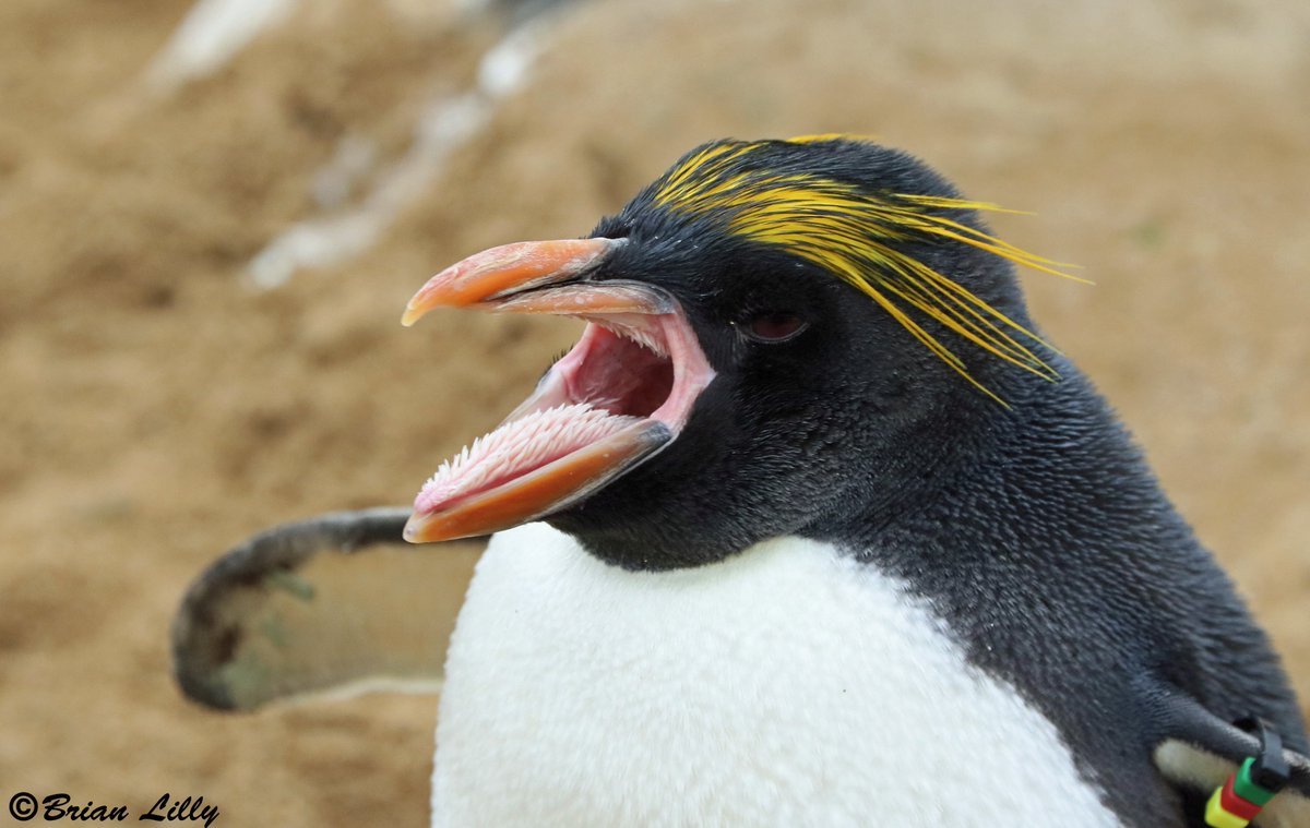 Пингвины Шлегеля (эндемик острова Маккуори)