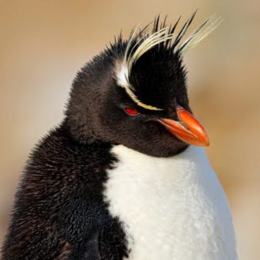 Перья пингвина