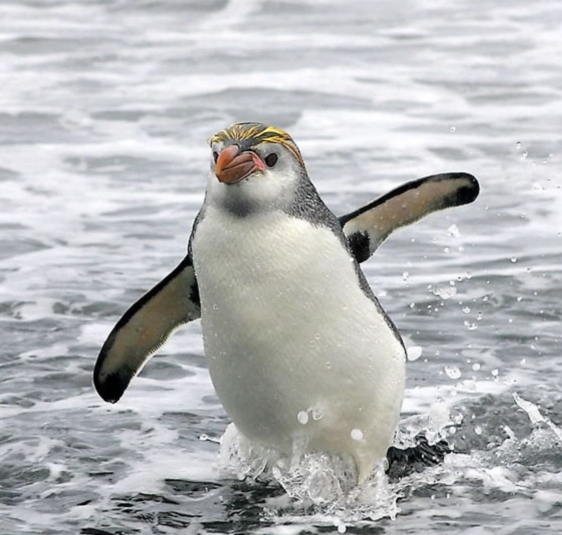 Северный хохлатый Пингвин
