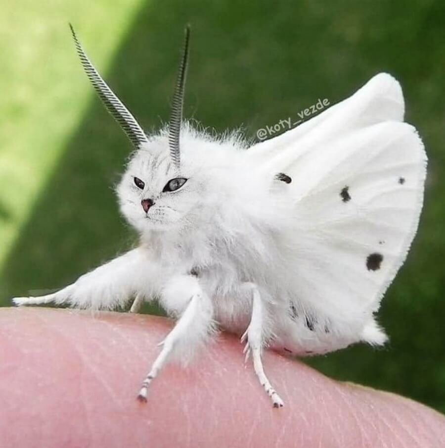 Венесуэльская пудельная моль