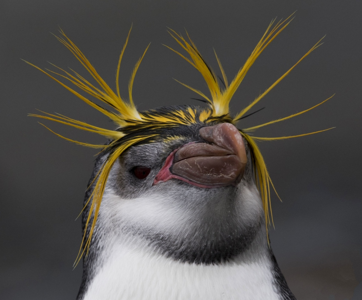 Хохлатый Пингвин