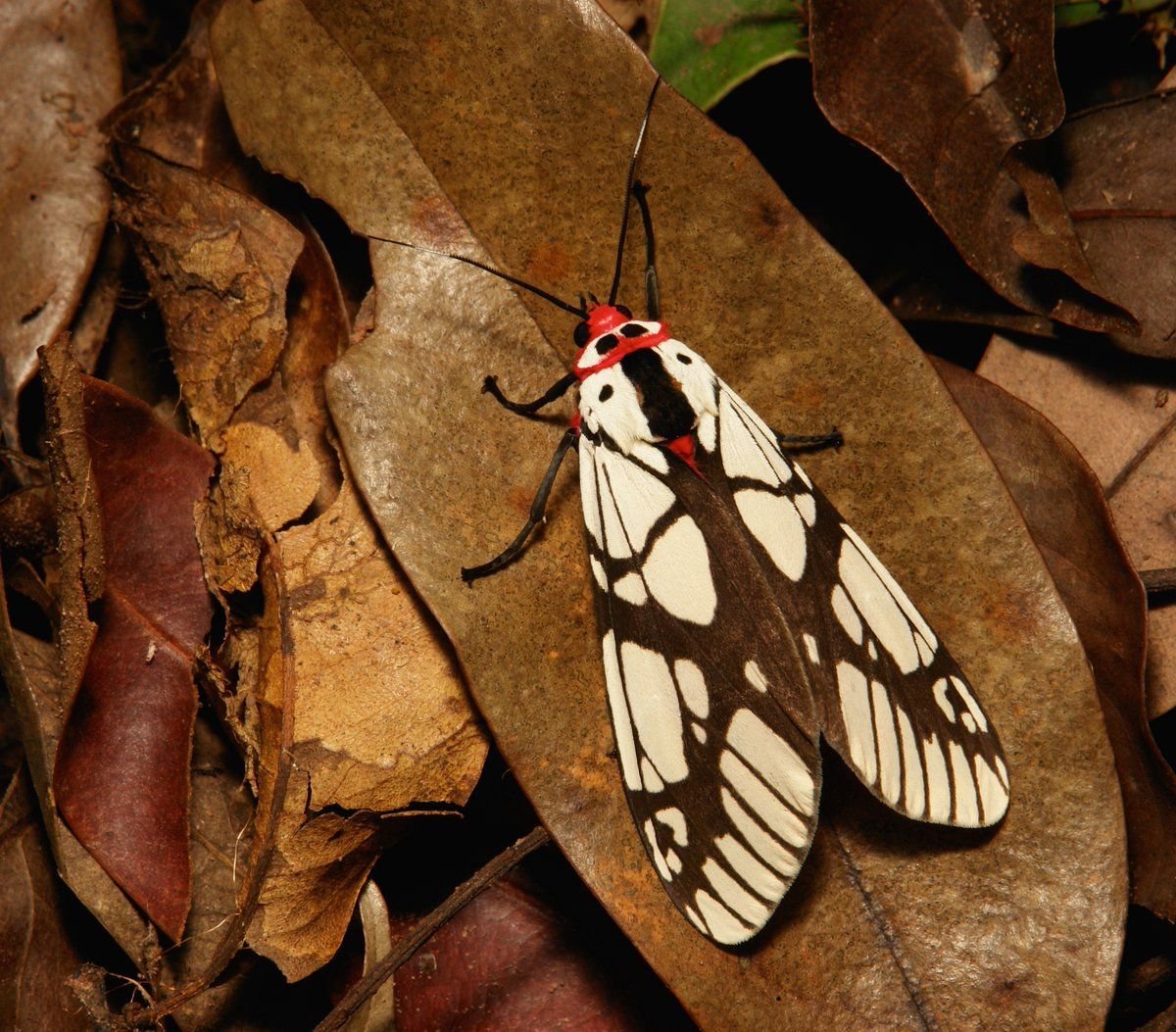 Бело коричневый мотылек