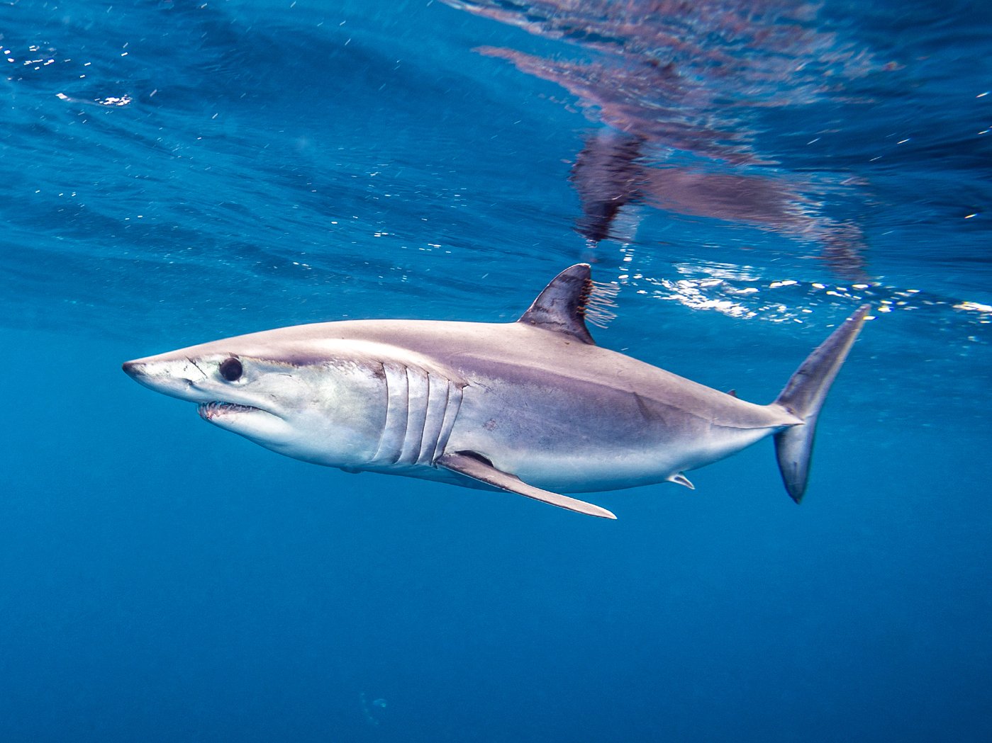 Акула мако опасна ли для человека. Акула мако. Серо голубая акула мако. Сельдевая акула мако. Мако акула чернорылая.