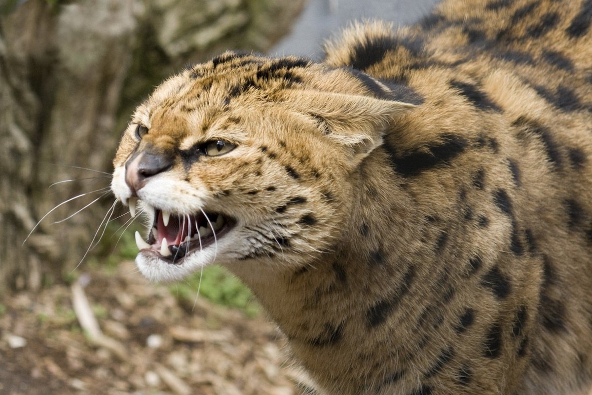 Сервал скалится