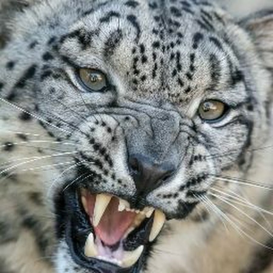 Рысьи глаза