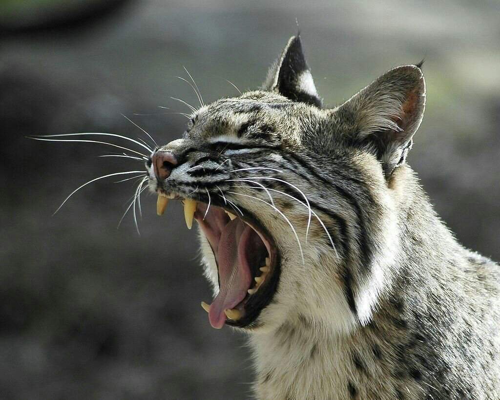 Рысь Кузнецкий Алатау