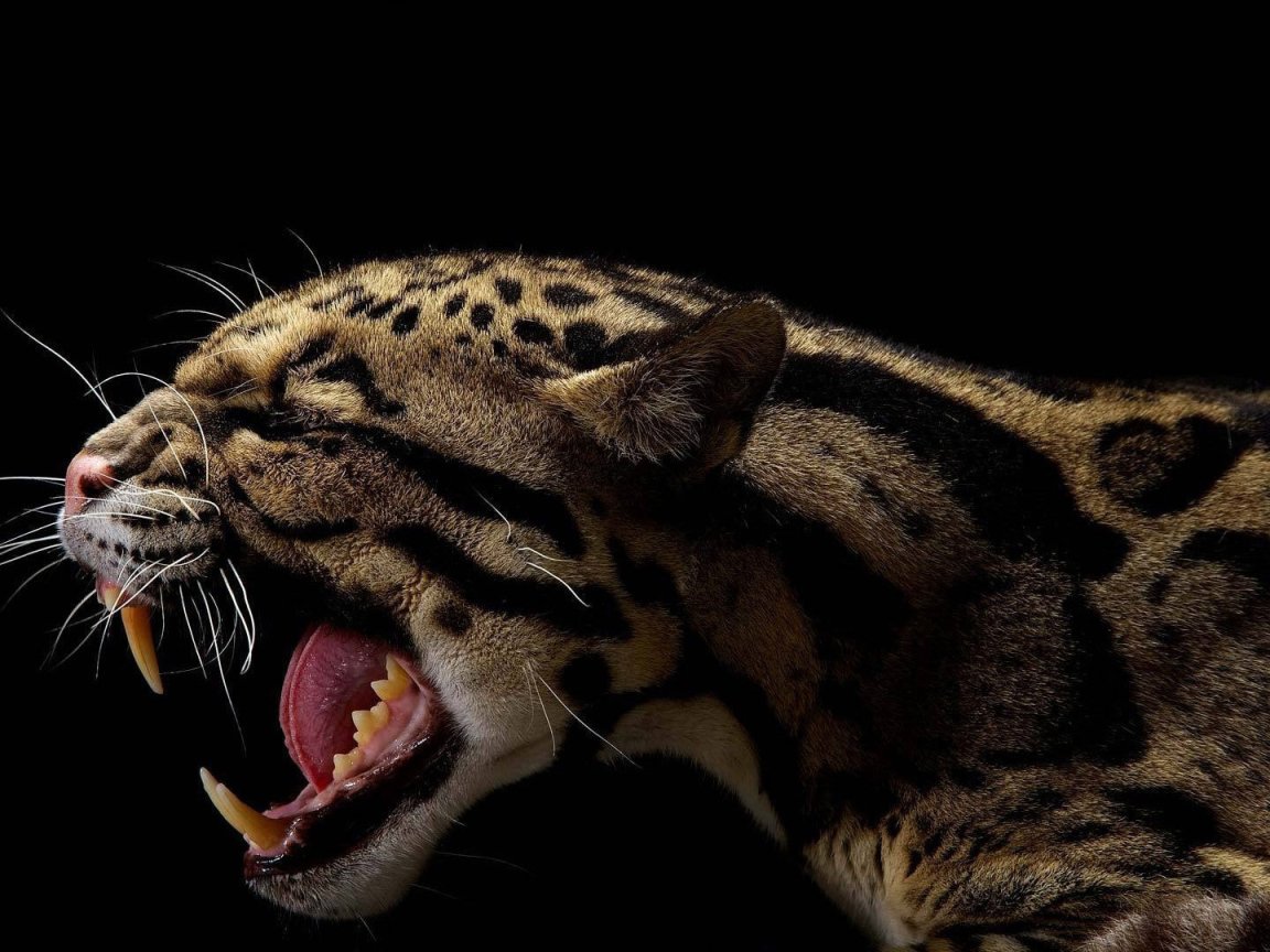 Голова рыси