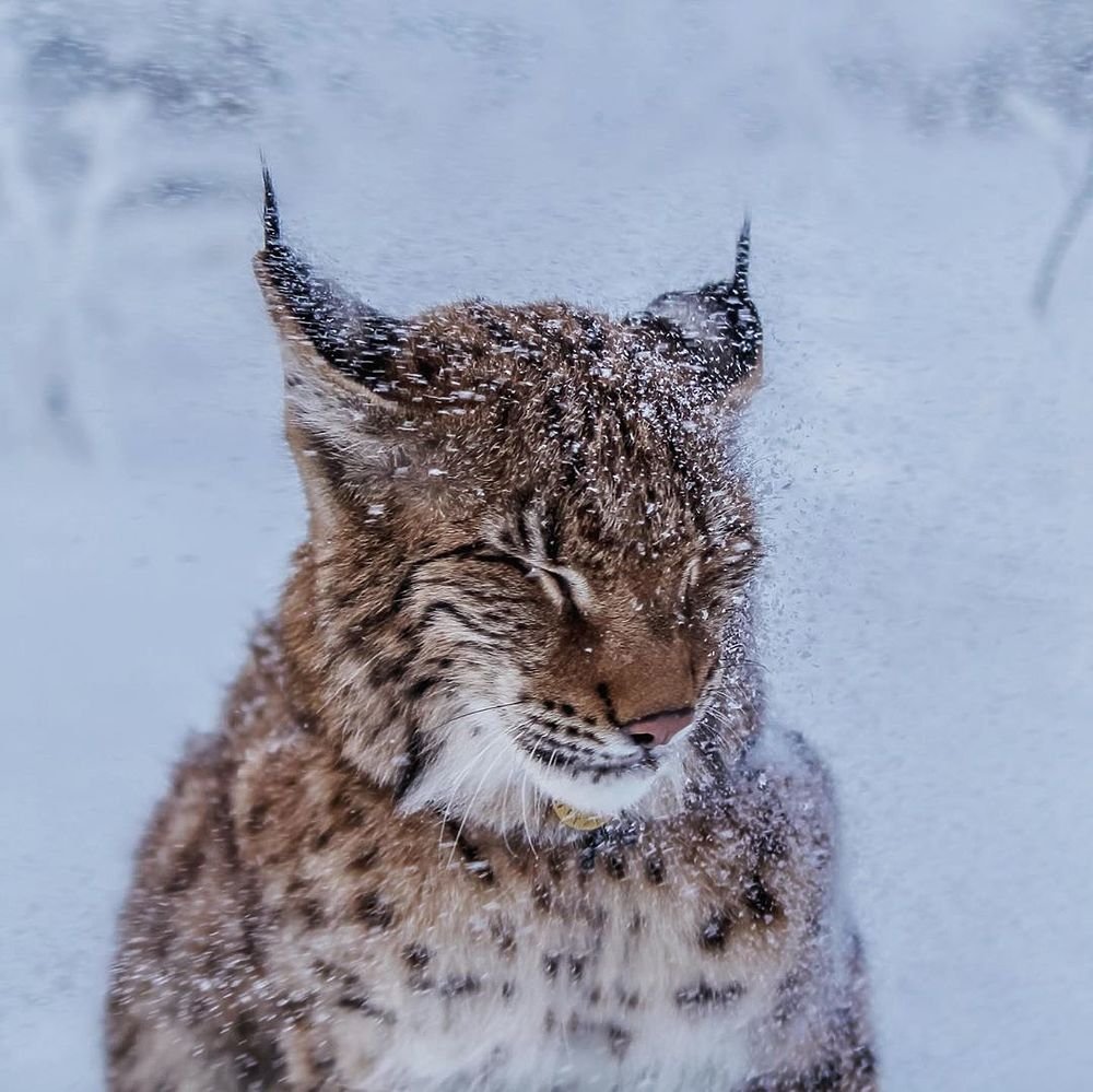 Рысь в Ленобласти