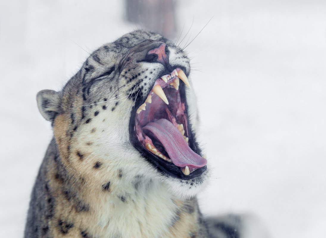 Сервал шипит