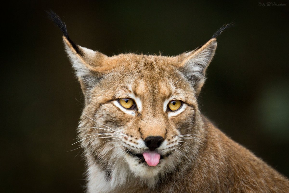 Ирбис челюсти