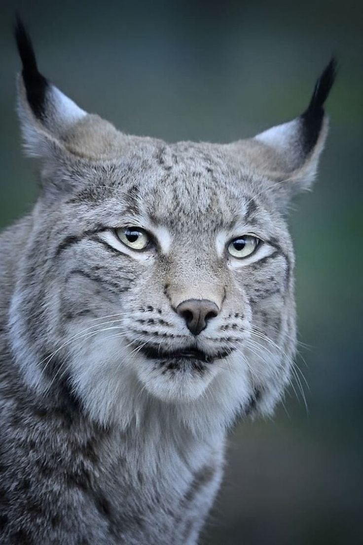 Фон для рабочего стола Рысь