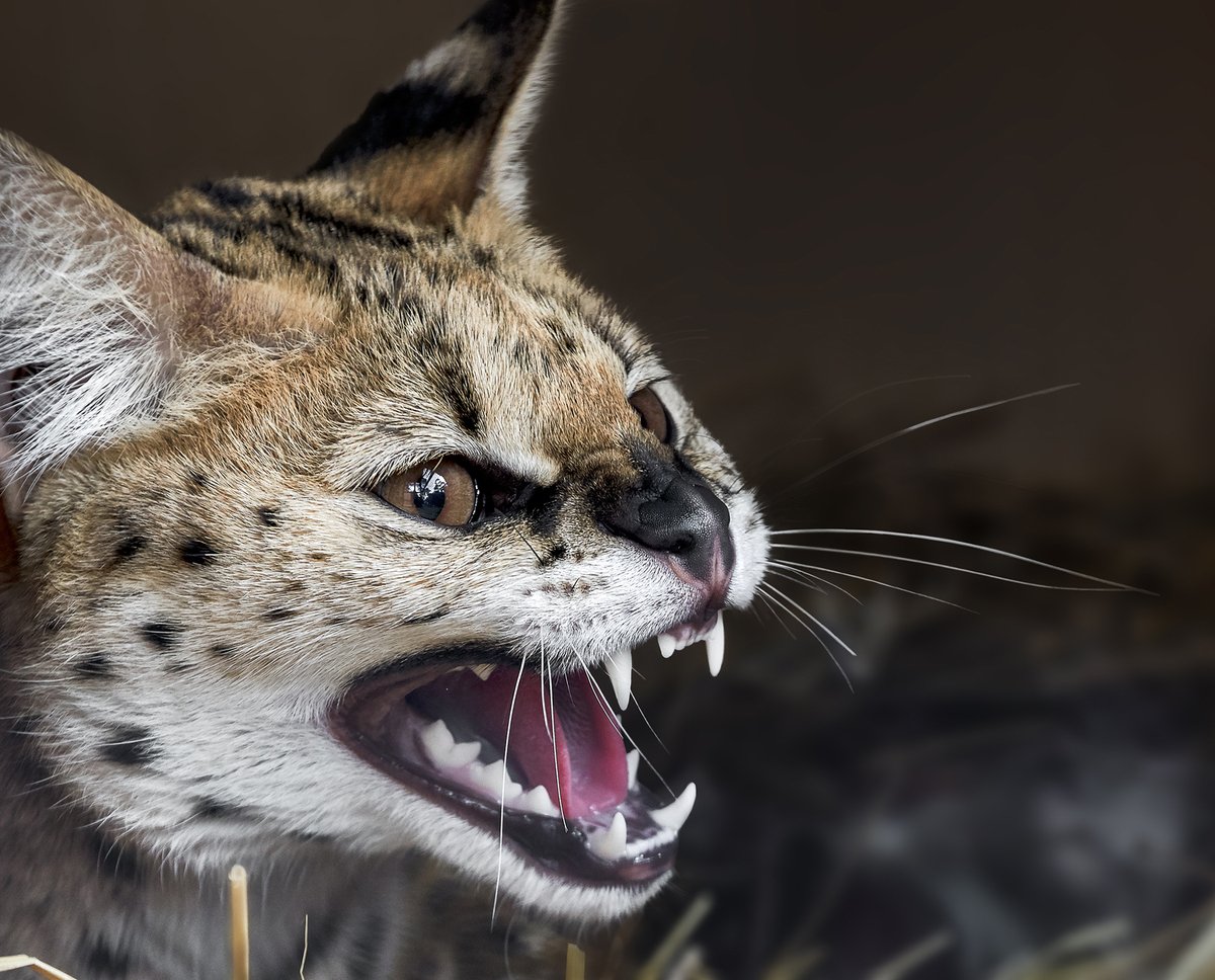 Оцелот и Рысь