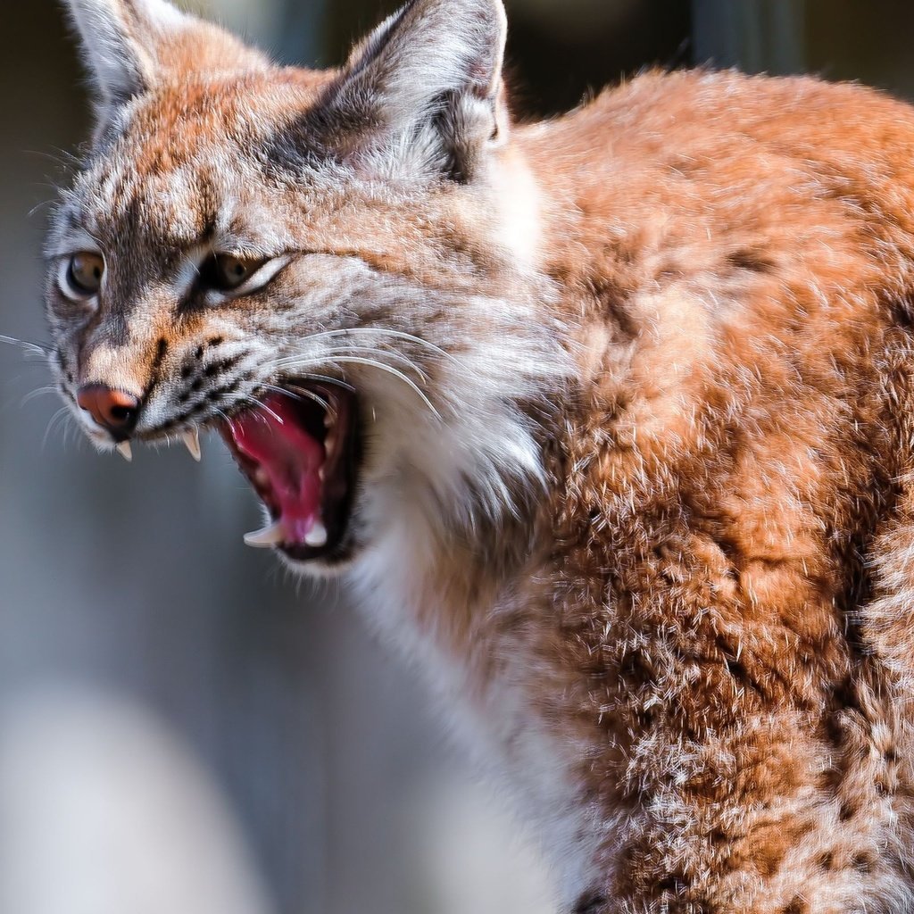 Оскал кошки
