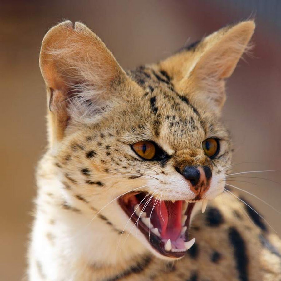 Ирбис зевает снежный Барс