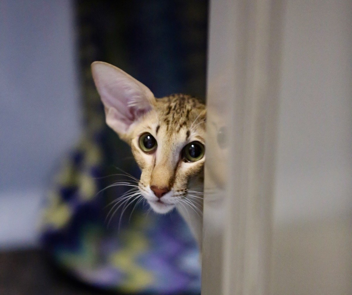 Блю тебби Пойнт