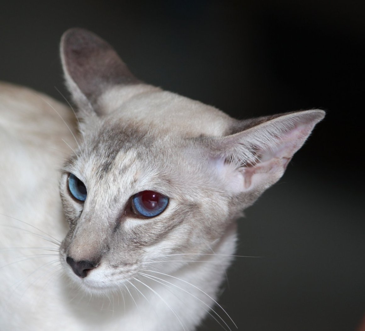 Бенгальская кошка