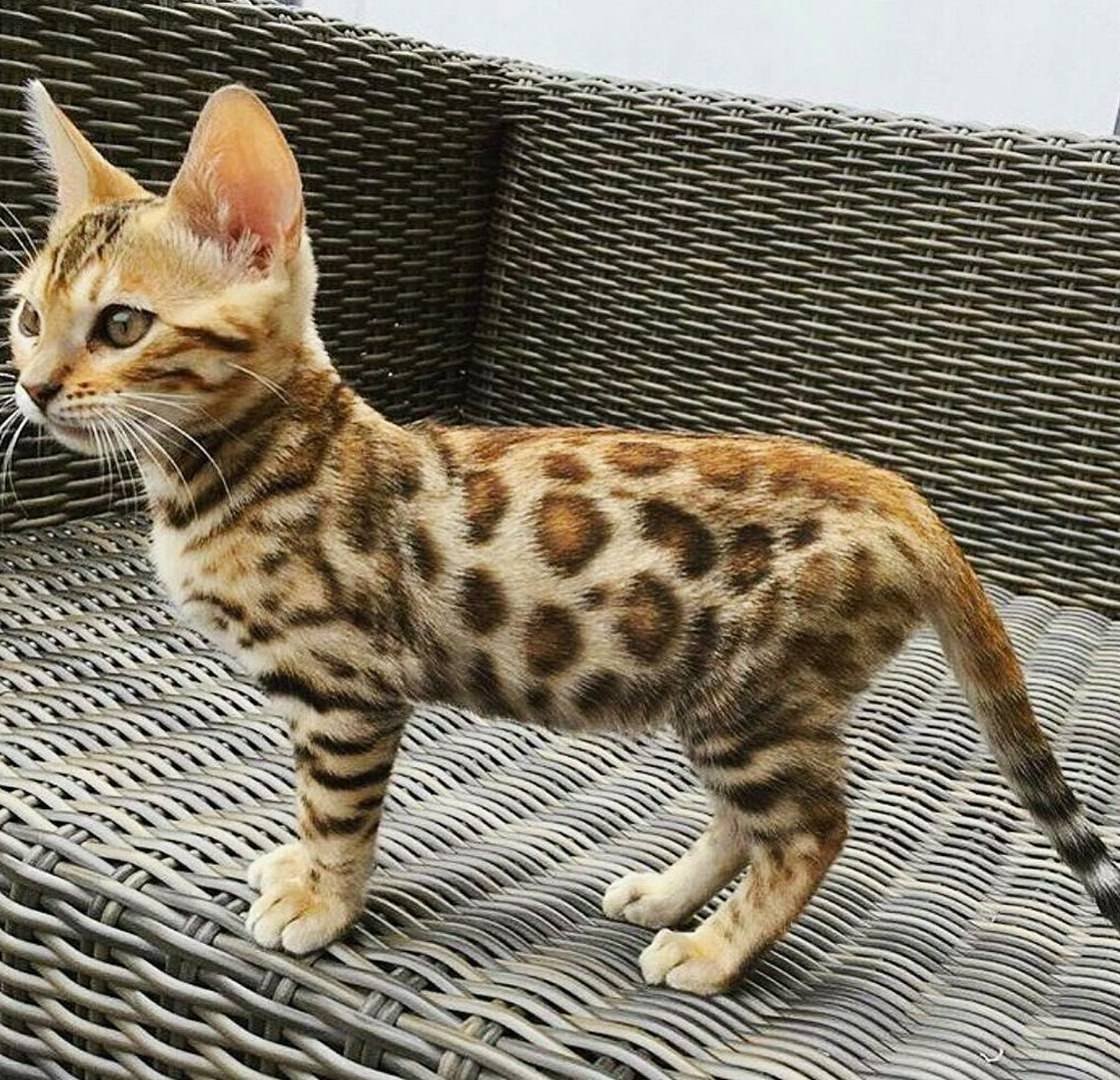 Кошка пятнистая Бенгальская