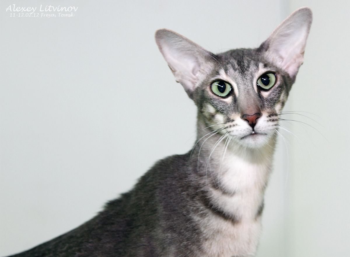Ориентальная Грузинская кошка