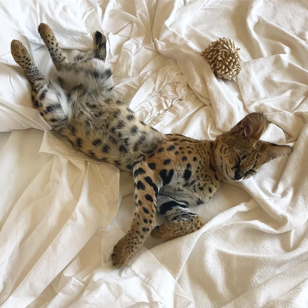 Кот породы сервал