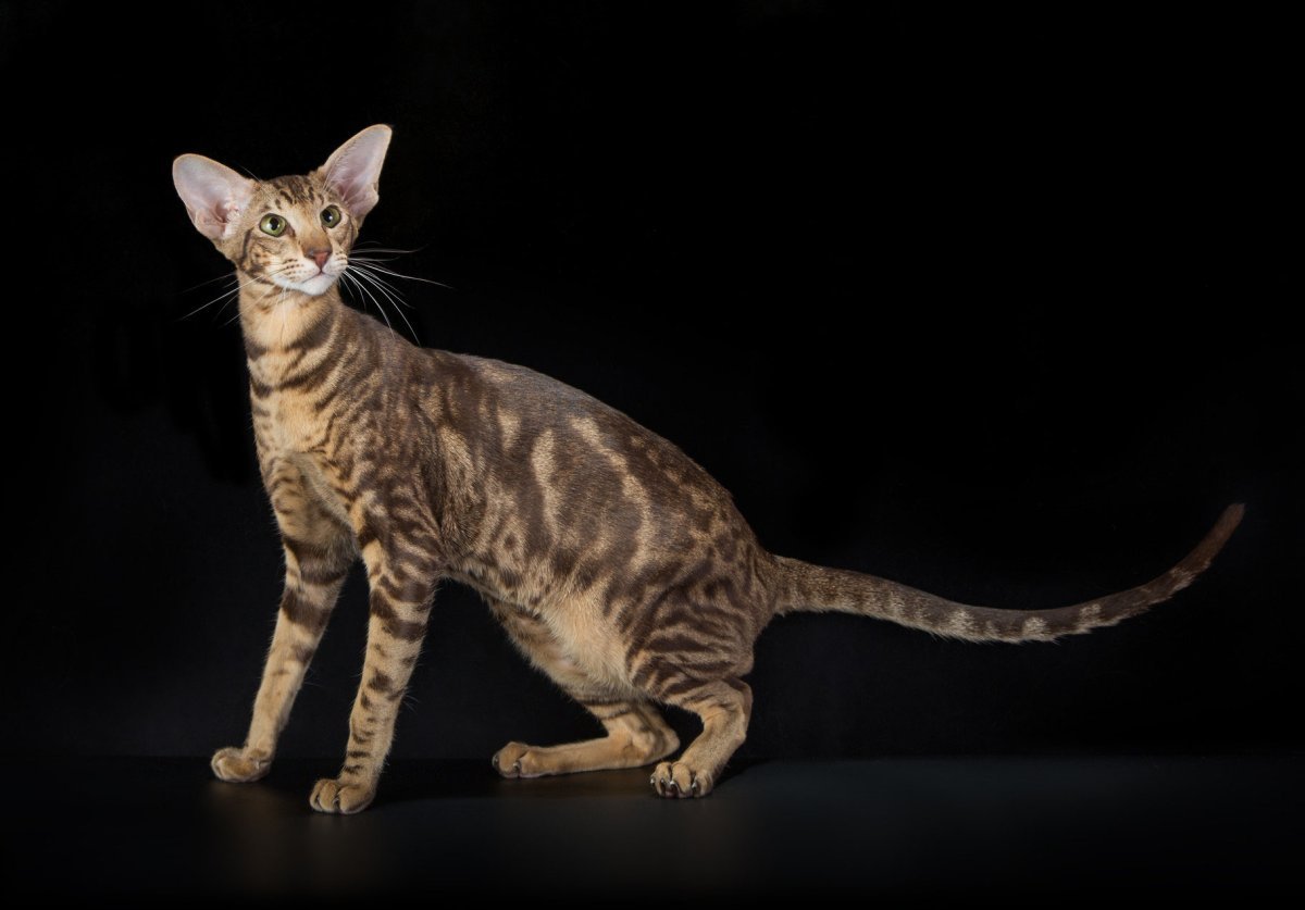 Бенгальская Ориентальная кошка