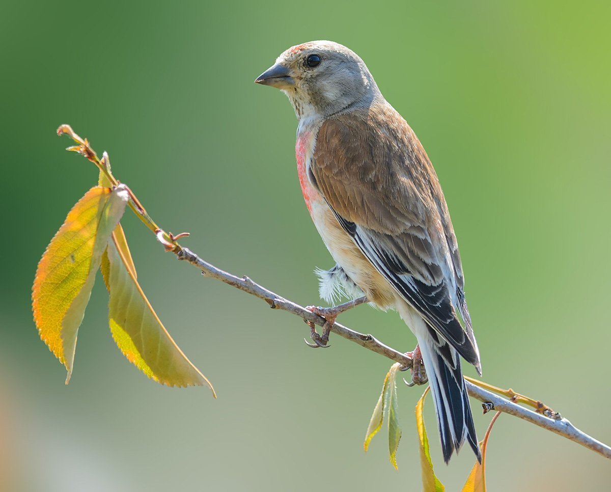 Певчие Лесные птицы Коноплянка