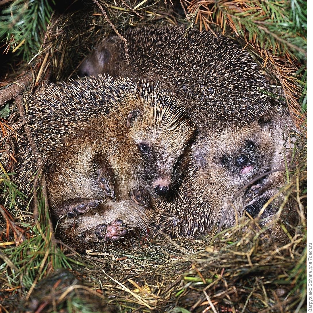 Нора ежа фото