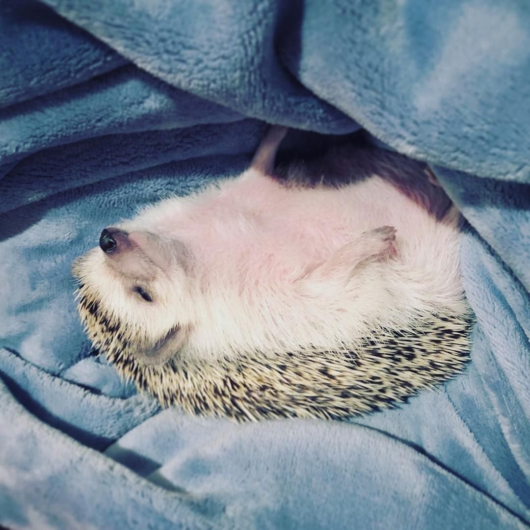 Спящие ежики