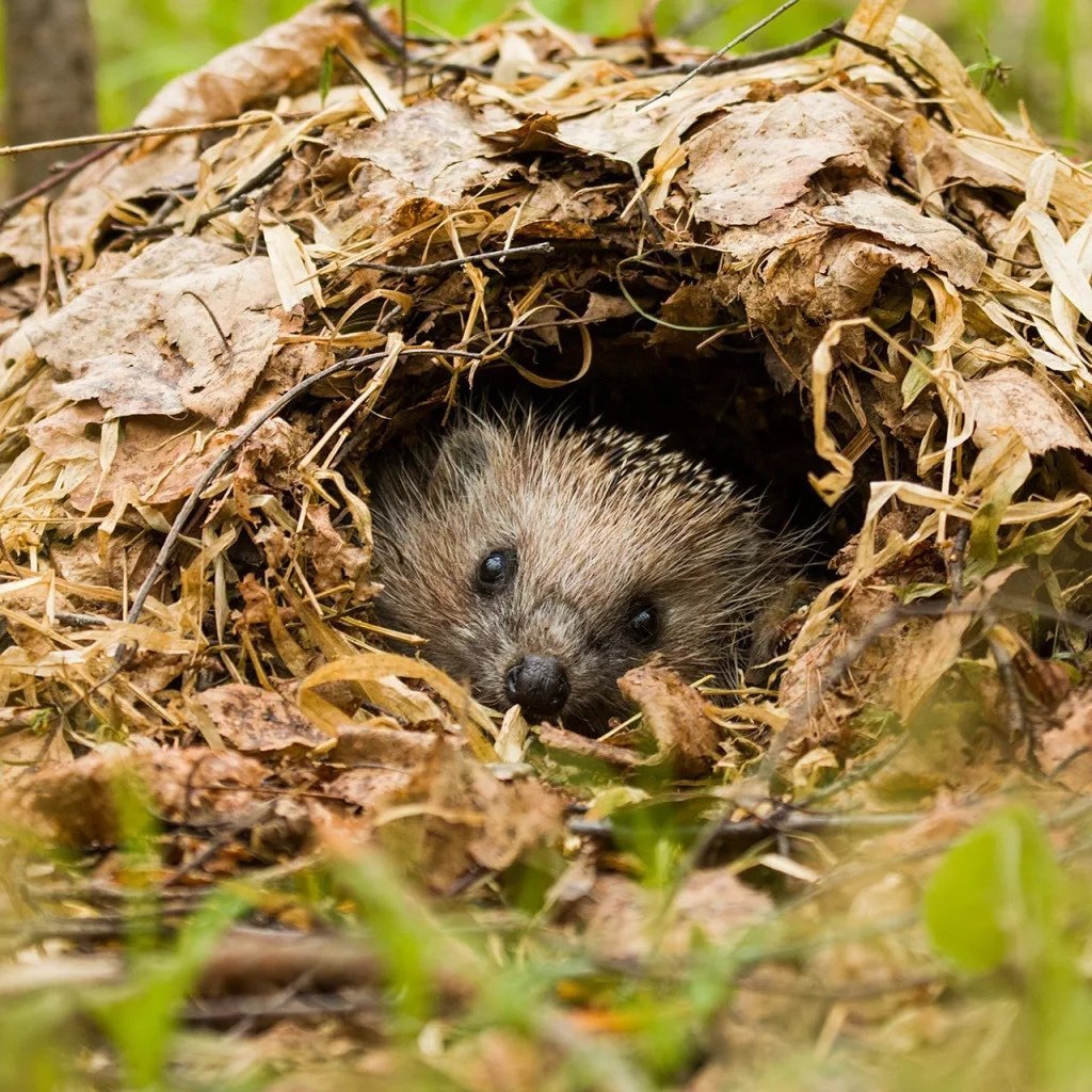 Ушастый ёж в норе