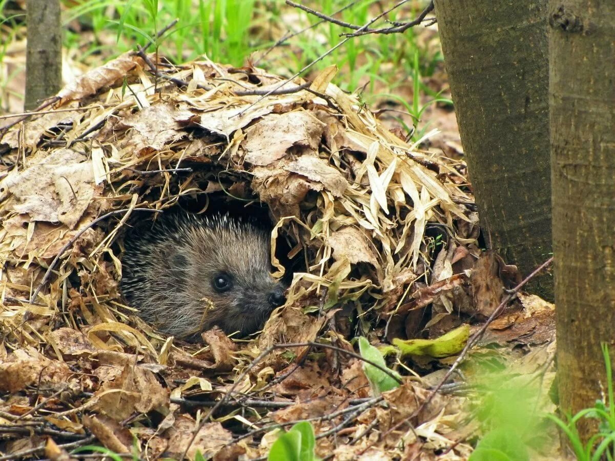 Домик ежика в лесу