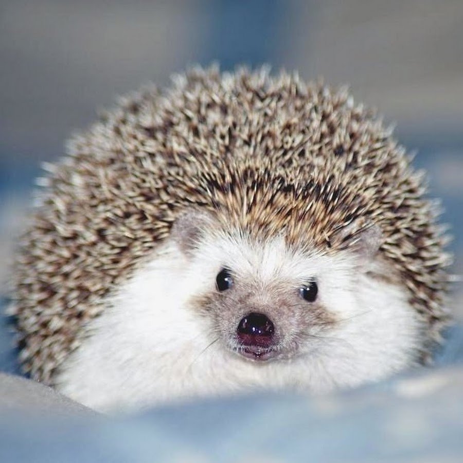 Зима для Ёжика