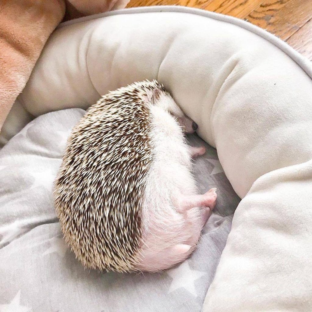 Сонный Ежик