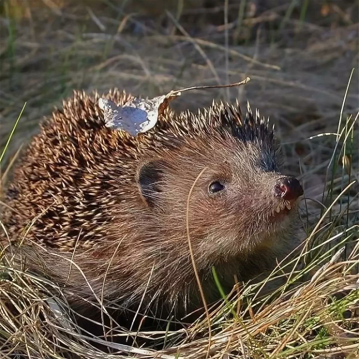 Ежик весной