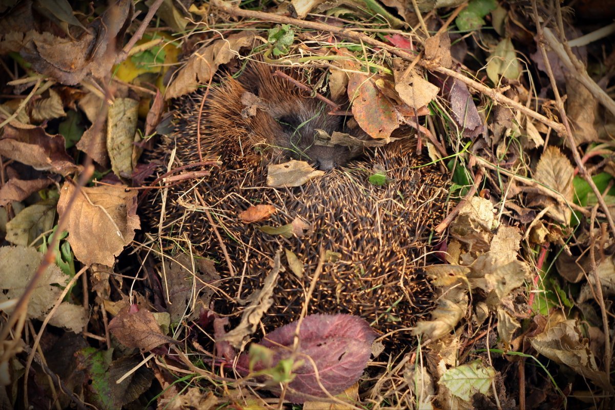 Гнездо ежа Нора ежа