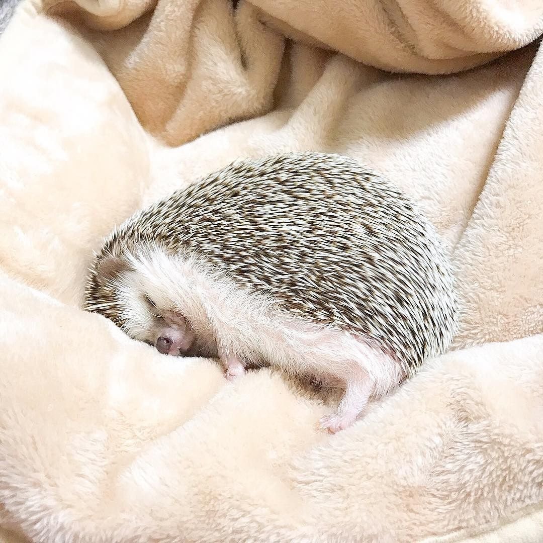 Спящий Ежик